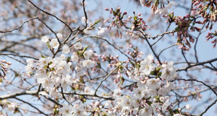 樱花花语的含义（浪漫、祝福与美好）