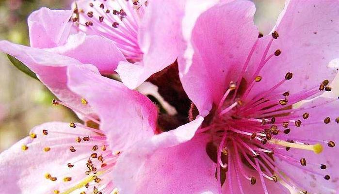 深入了解桃花花语的含义（探索桃花花语的丰富内涵与神秘魅力）