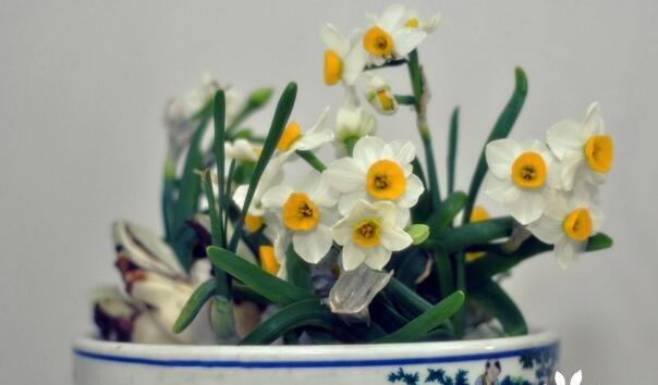 水仙花的象征意义（探究水仙花背后的文化内涵）