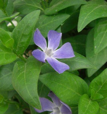 长春花花语之踏青观花，寻找春天的足迹（轻轻松松寻找春天，一起品味长春花的花语）