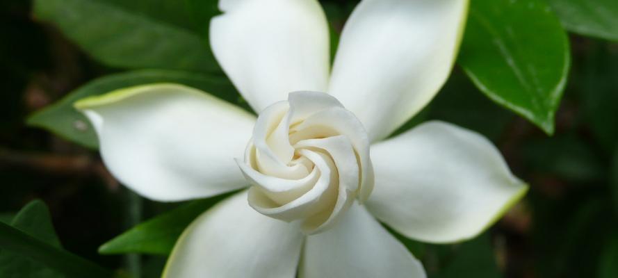 栀子花的花语与神话故事（探寻花海中的传说）