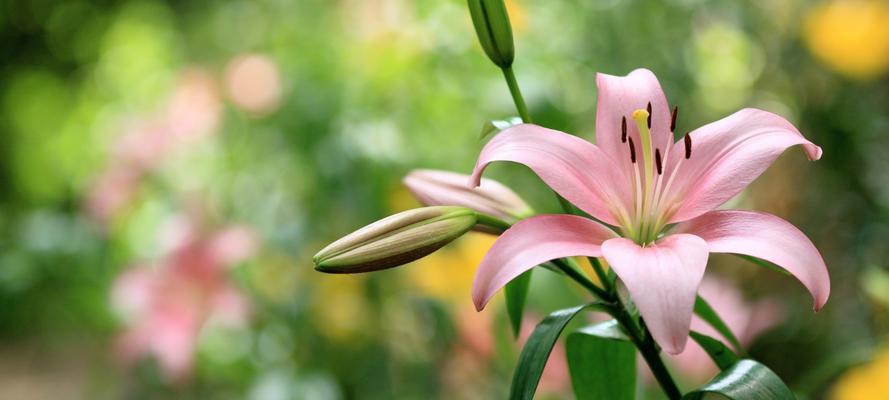 百合花的花语与含义（探究百合花的神秘寓意）