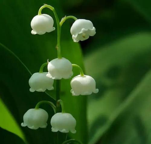 蓝铃花花语（探寻蓝铃花的含义与象征）