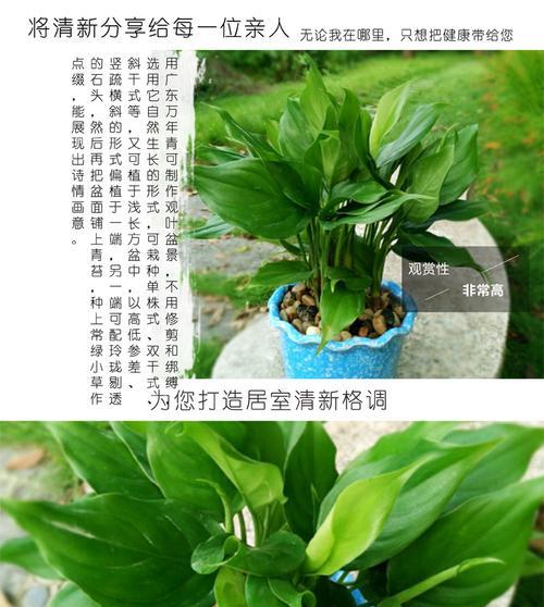 万年青开花的深层寓意（探索万年青开花的内在含义）