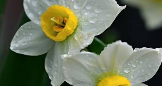 水仙花的花语和象征意义（探索水仙花背后的含义与象征）