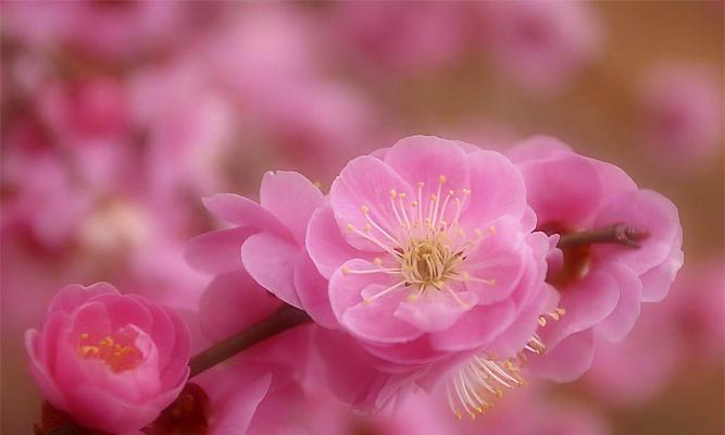 桃花的花语与象征意义（解读桃花的神秘符号与精神内涵）