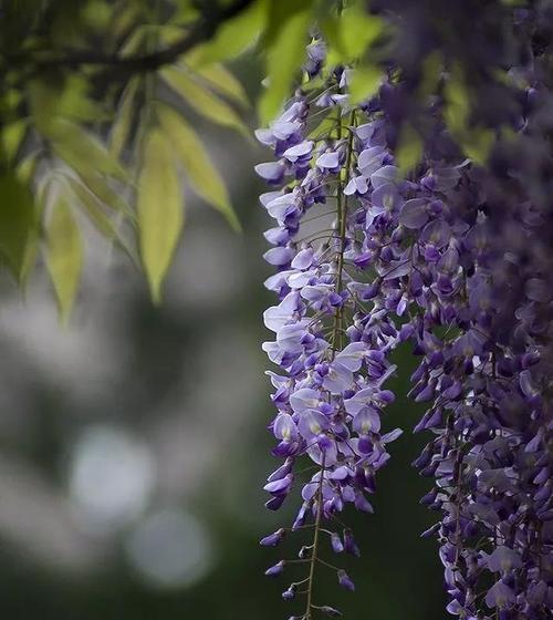 紫藤花的花语和寓意（探究紫藤花的美丽与内涵）