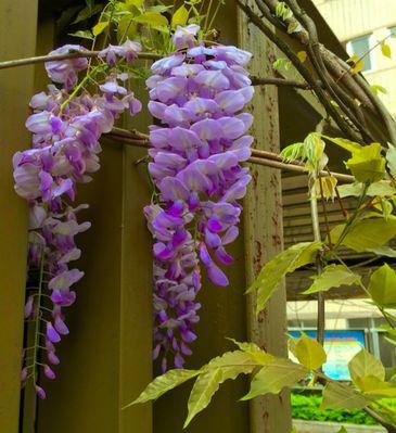 紫藤花的花语和寓意（探究紫藤花的美丽与内涵）