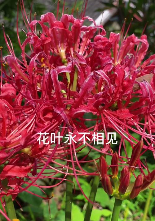 曼珠沙华——传说中的凤仙花（凤凰涅槃的神秘符号，象征爱情和生命的坚韧）