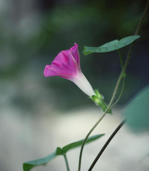 解密牵牛花的花语和传说（热情、坚贞、深情，穿越时间的爱情故事）