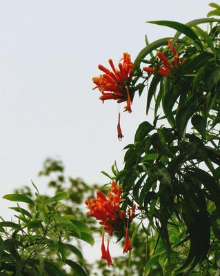 炮仗花的花语——喜庆的象征（传承多年的中国传统，炮仗花散发着浓郁的文化气息）