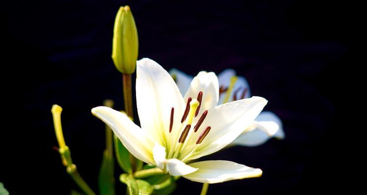 百合花的代表意义（解读百合花在文化中的象征意义）