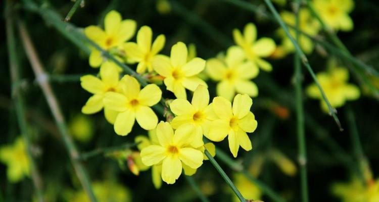 迎春花的花语（用鲜花传递新年祝福，了解迎春花的花语）