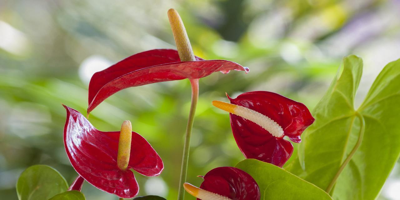 红掌花语及象征——解读这朵美丽的花（探秘红掌的含义和象征）