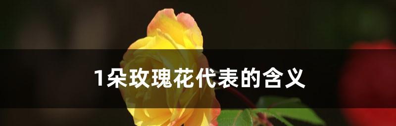 玫瑰的含义（探究玫瑰花的象征意义及文化内涵）