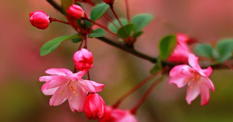 海棠花与爱情（探寻海棠花的深刻含义，解读爱情的奥秘）