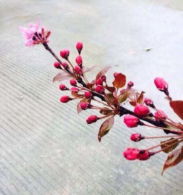 海棠花与爱情（探寻海棠花的深刻含义，解读爱情的奥秘）