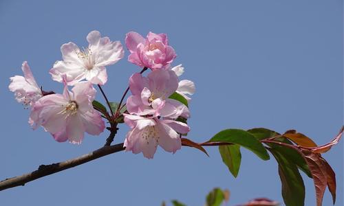 海棠花与爱情（探寻海棠花的深刻含义，解读爱情的奥秘）