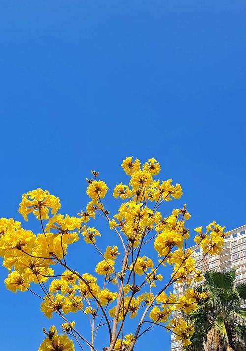 风铃花的花语（听见风的声音，闻到花的气息——探访风铃花的花语）