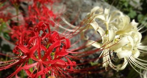 白色曼陀罗花语（深挖曼陀罗花语的内涵和象征意义）