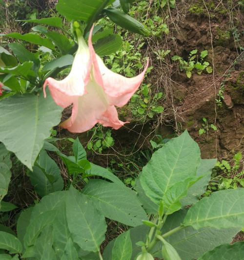 紫色曼陀罗花的花语（探究紫色曼陀罗花的象征意义）