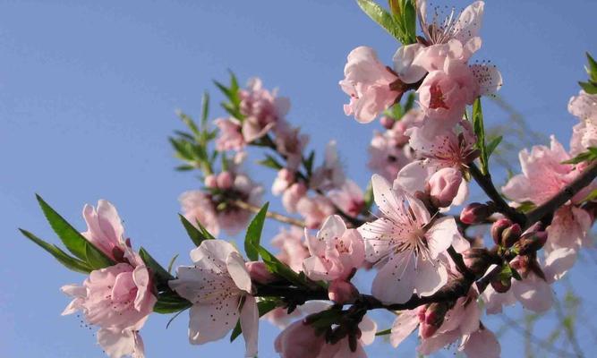 桃花花语（桃花祈福，桃花纳吉，桃花开运）