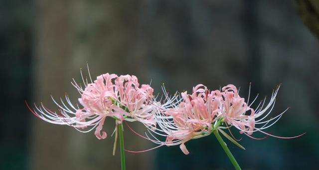 白色彼岸花的花语与意义（解读白色彼岸花的深层含义）