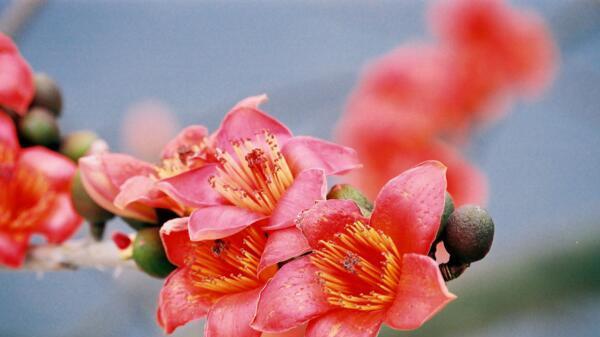 木棉花的花语和寓意（探究大气热烈的木棉花所蕴含的意义）