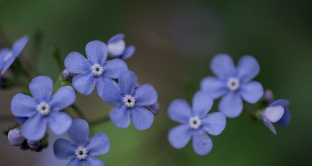 花语与象征（了解不同花的花语，发现生活中的美好）