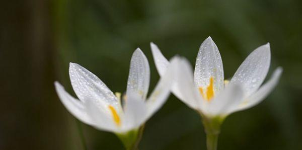 兰花的花语（探秘兰花的寓意与象征）