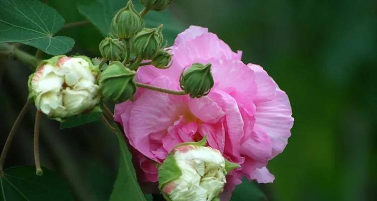 芙蓉花的花语和寓意（探寻芙蓉花的吉祥之意）