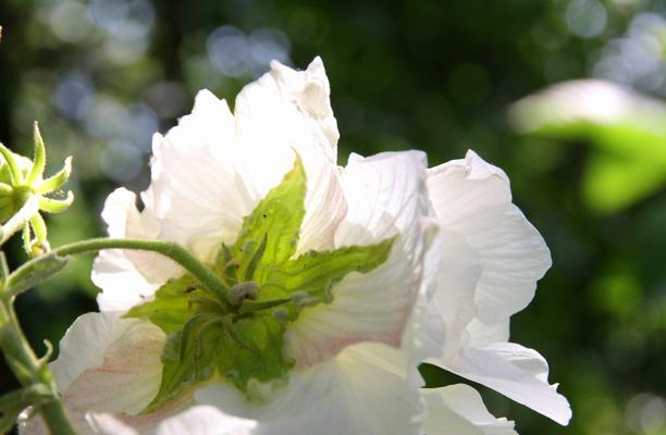 芙蓉花的花语和寓意（探寻芙蓉花的吉祥之意）