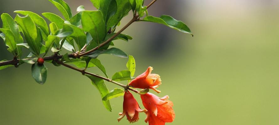 石榴花的花语与寓意（探究石榴花的象征意义和文化内涵）