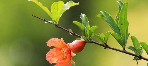 石榴花的花语与寓意（探究石榴花的象征意义和文化内涵）