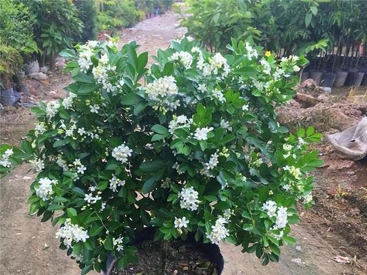 九里香花语（探寻九里香花所蕴含的深意）