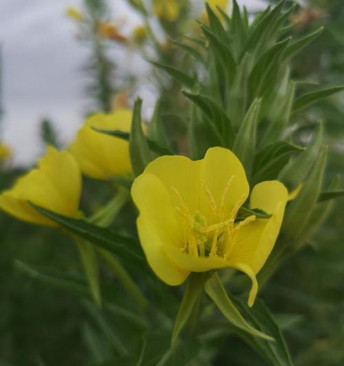 待霄草，千年传承的花语（探寻待霄草背后的文化内涵与传承）