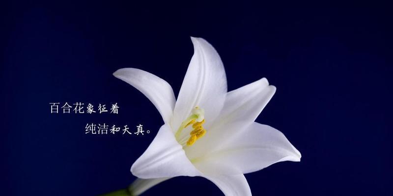 解析百合花的花语及含义（探究百合花所代表的深刻寓意，让我们更好地理解花语）