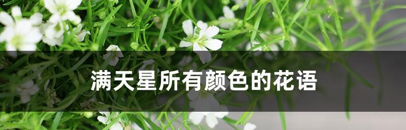 满天星花语（探秘各色满天星的花语意义）