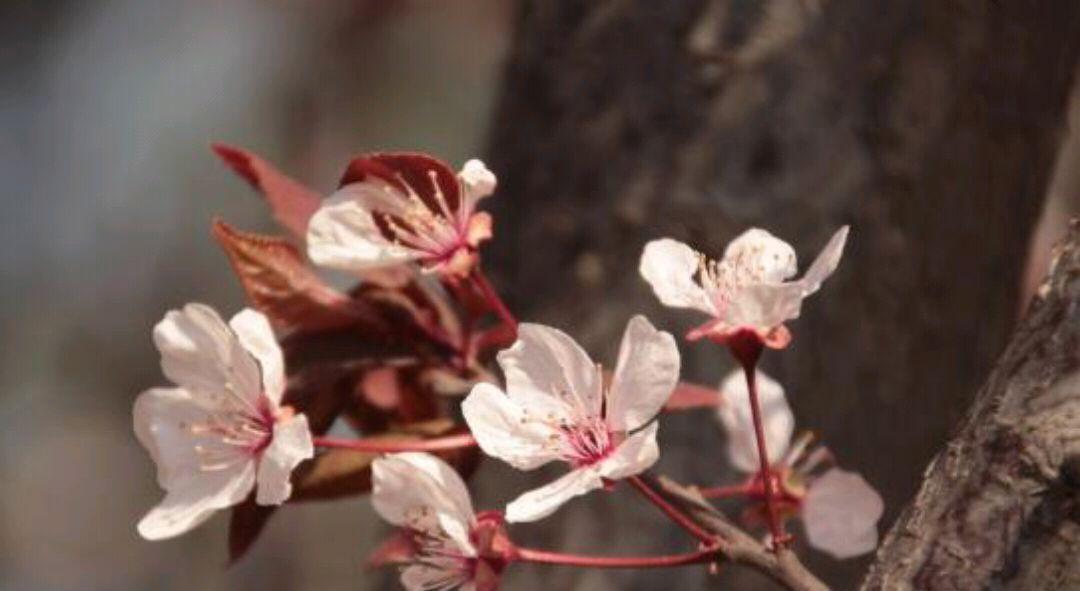 解读美人梅的花语（探寻美人梅神秘的含义）