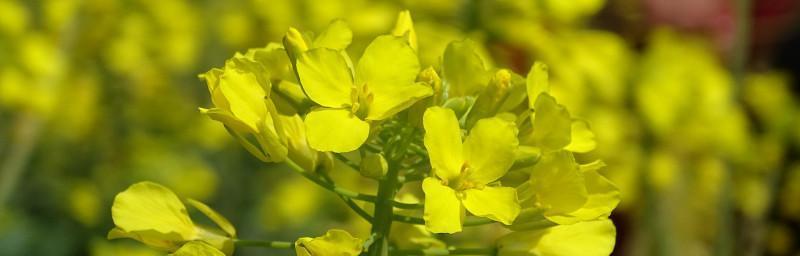 油菜花花语解读（探秘油菜花的吉祥寓意与文化价值）