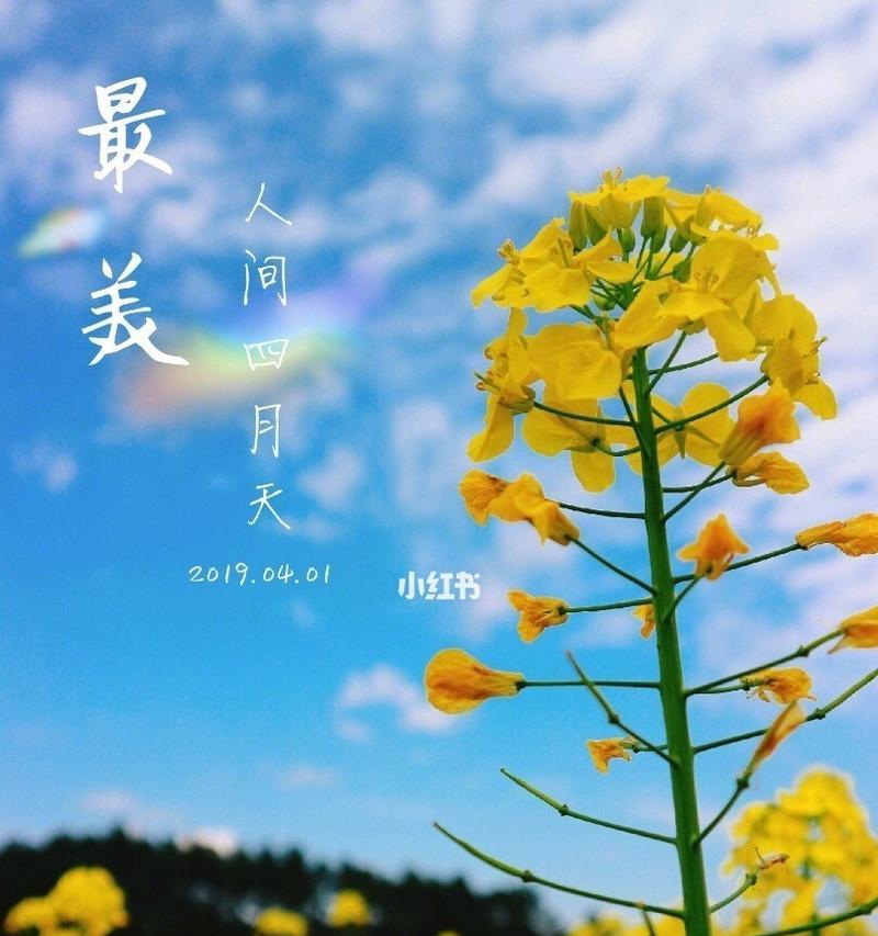 油菜花花语解读（探秘油菜花的吉祥寓意与文化价值）