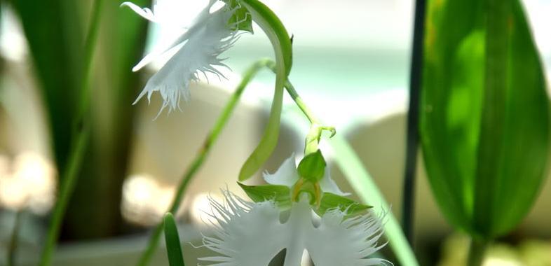 鹭草传说的花语（揭开鹭草神秘面纱，探索传说中的花语）