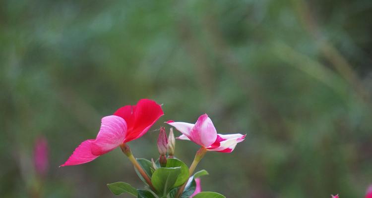 长春花花语（探寻花海中的诗意世界）