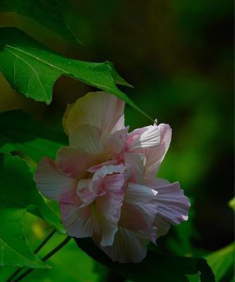 木芙蓉——神秘的花语与传说（探秘木芙蓉的传奇故事与不为人知的花语）