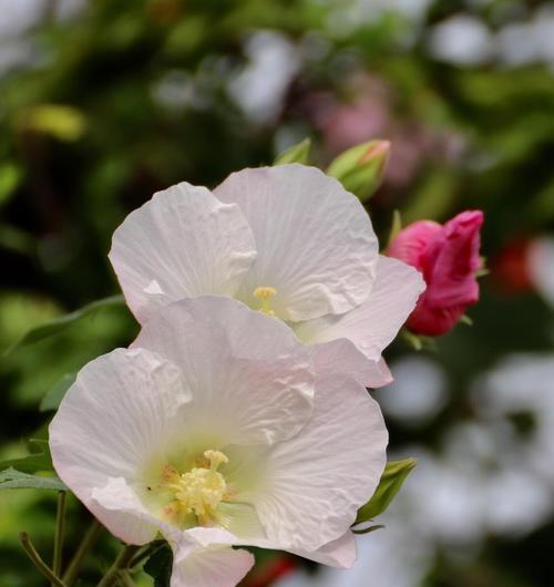 木芙蓉——神秘的花语与传说（探秘木芙蓉的传奇故事与不为人知的花语）