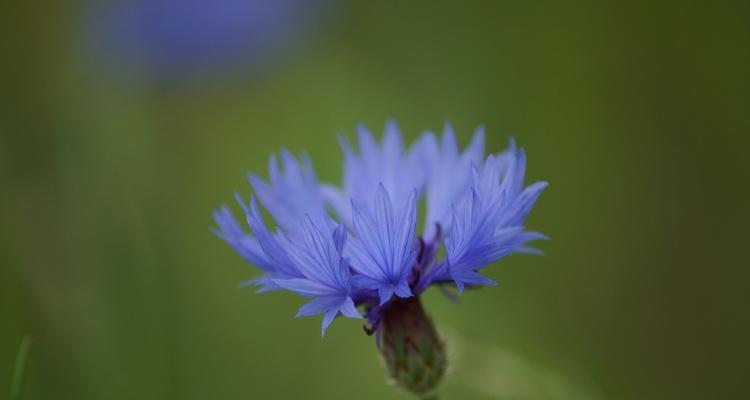 探寻蓝色矢车菊的花语（缤纷多彩的花语世界，以蓝色矢车菊为例）