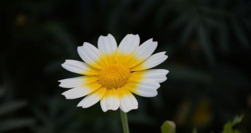 传承经典，探寻小雏菊花语（了解花语之美，留住情感之诉）