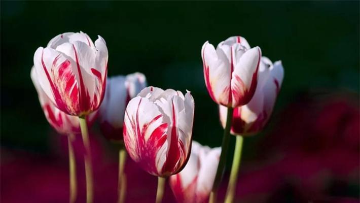 郁金香花语与寓意适合送给的人群（传递爱与祝福，情感交流的绝佳选择）