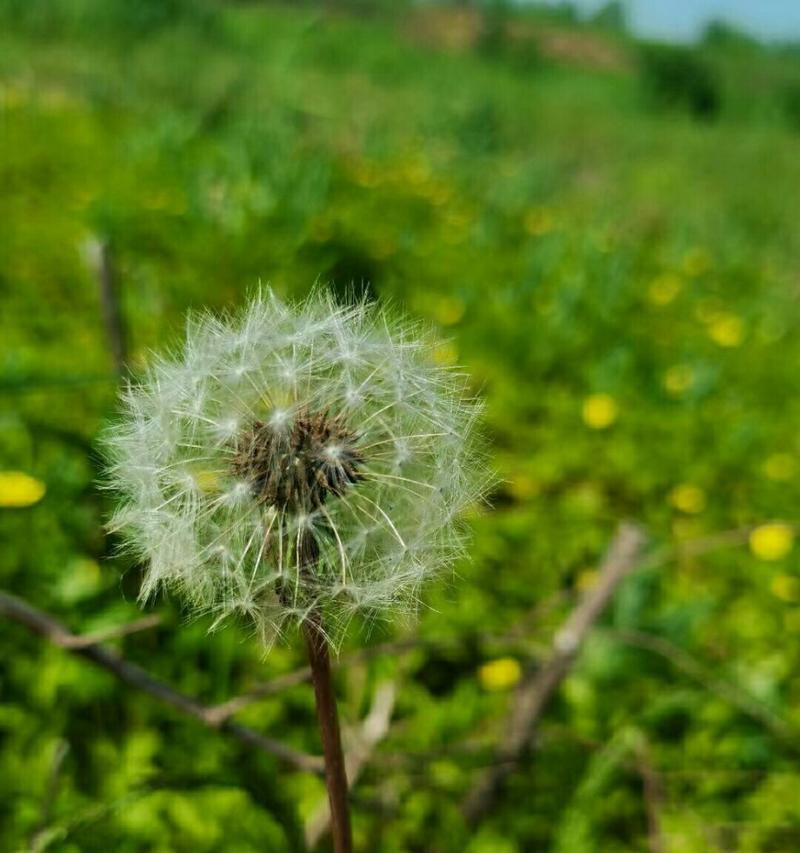 蒲公英的花语与传说（寓意丰富的小野花）