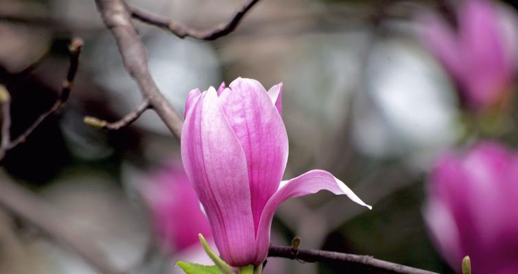 紫玉兰花语（探究紫玉兰花的花语及其象征意义）